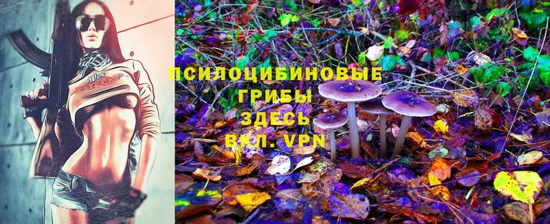 блэк спрут рабочий сайт  Гусев  Галлюциногенные грибы Psilocybe 